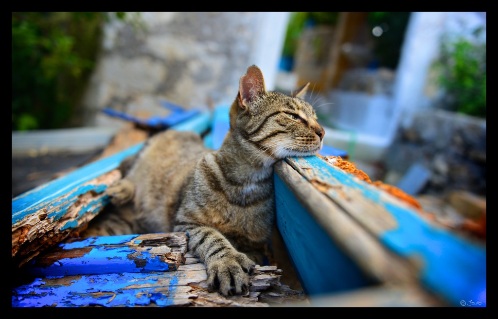 Cat relaxing in the backyard